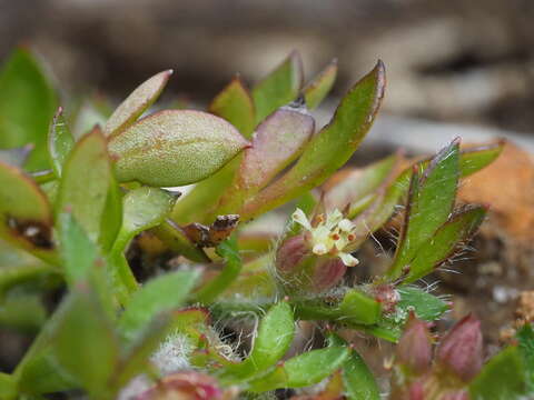 Imagem de Xanthosia tasmanica Domin