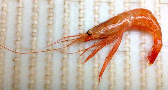 Image of northern prawn