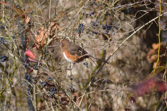 Imagem de Pipilo erythrophthalmus erythrophthalmus (Linnaeus 1758)