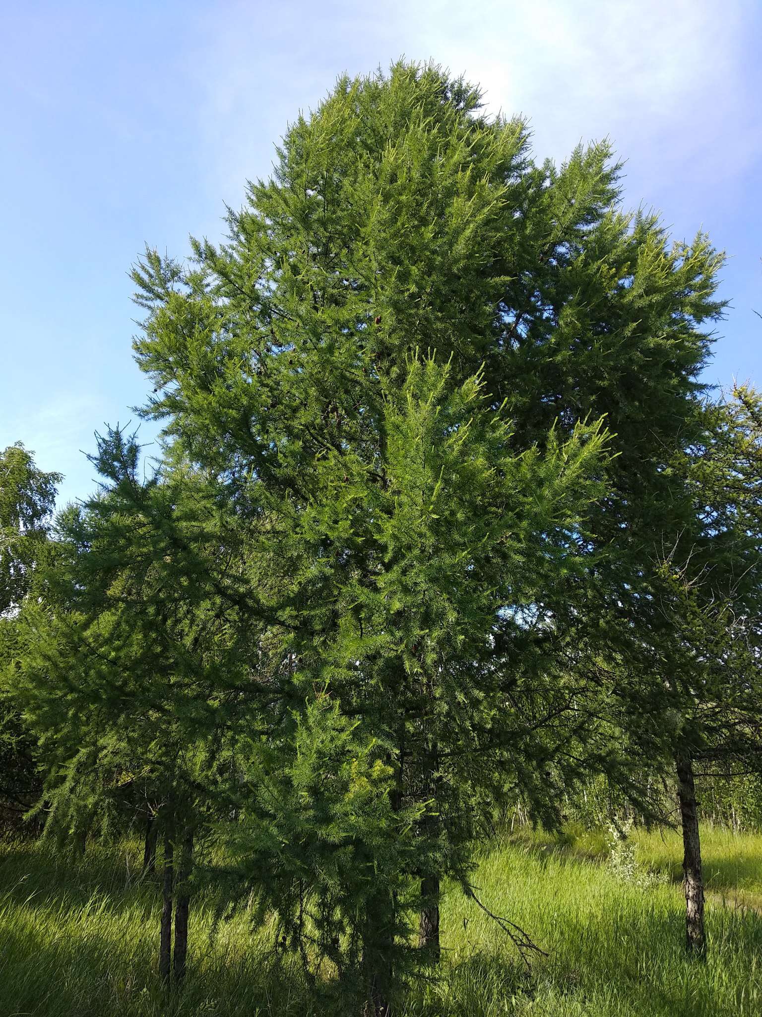 Image of Siberian Larch