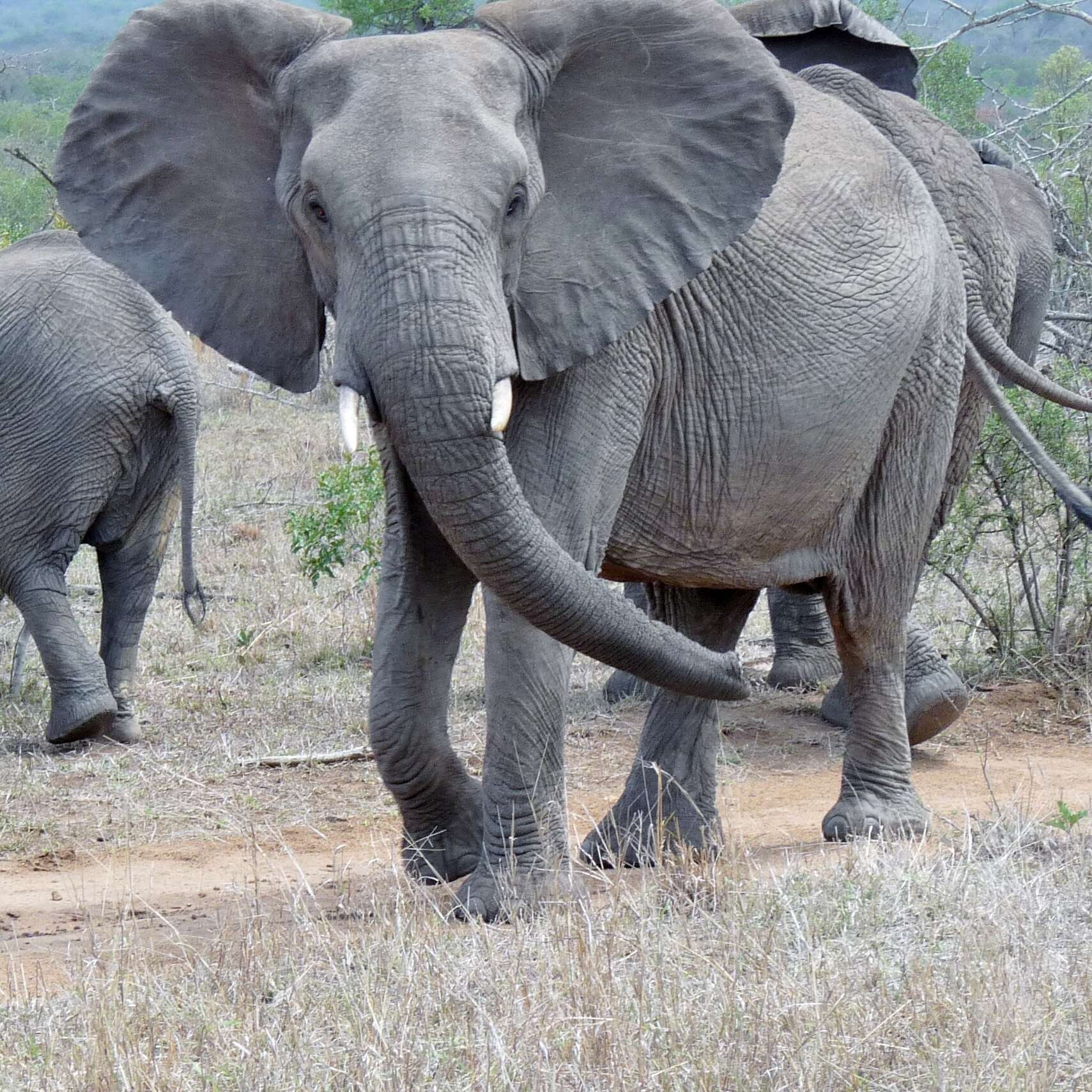 Image of African bush elephant