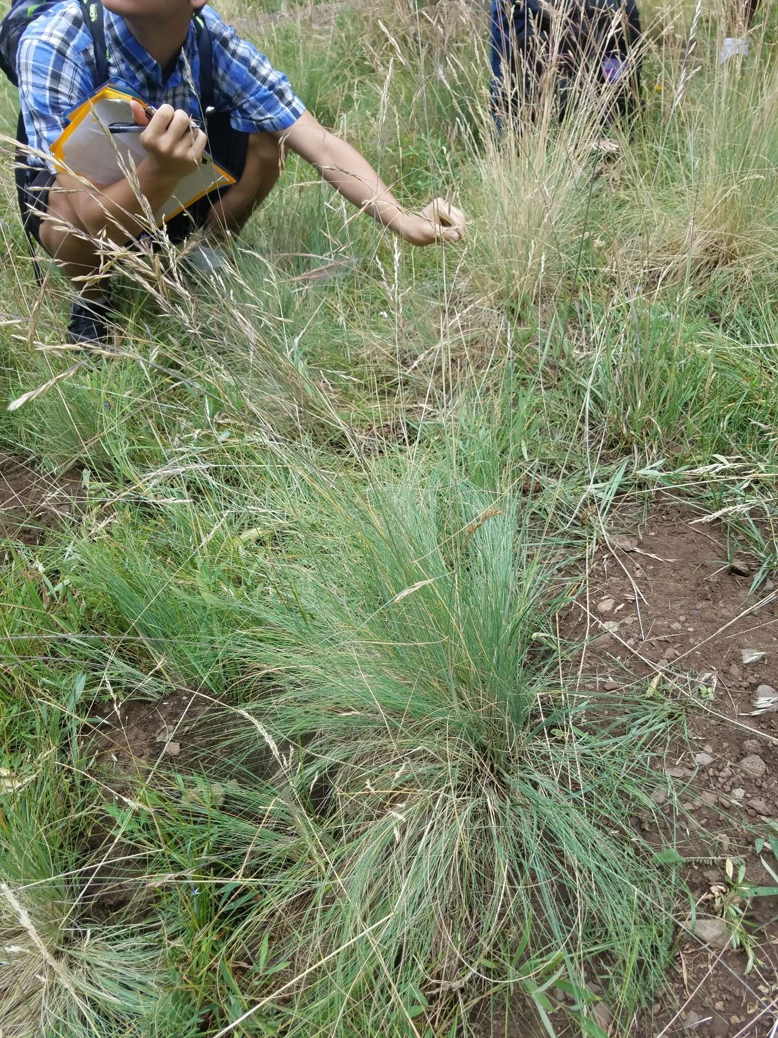 Festuca arizonica Vasey resmi