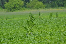 Image of Zea mays subsp. mays