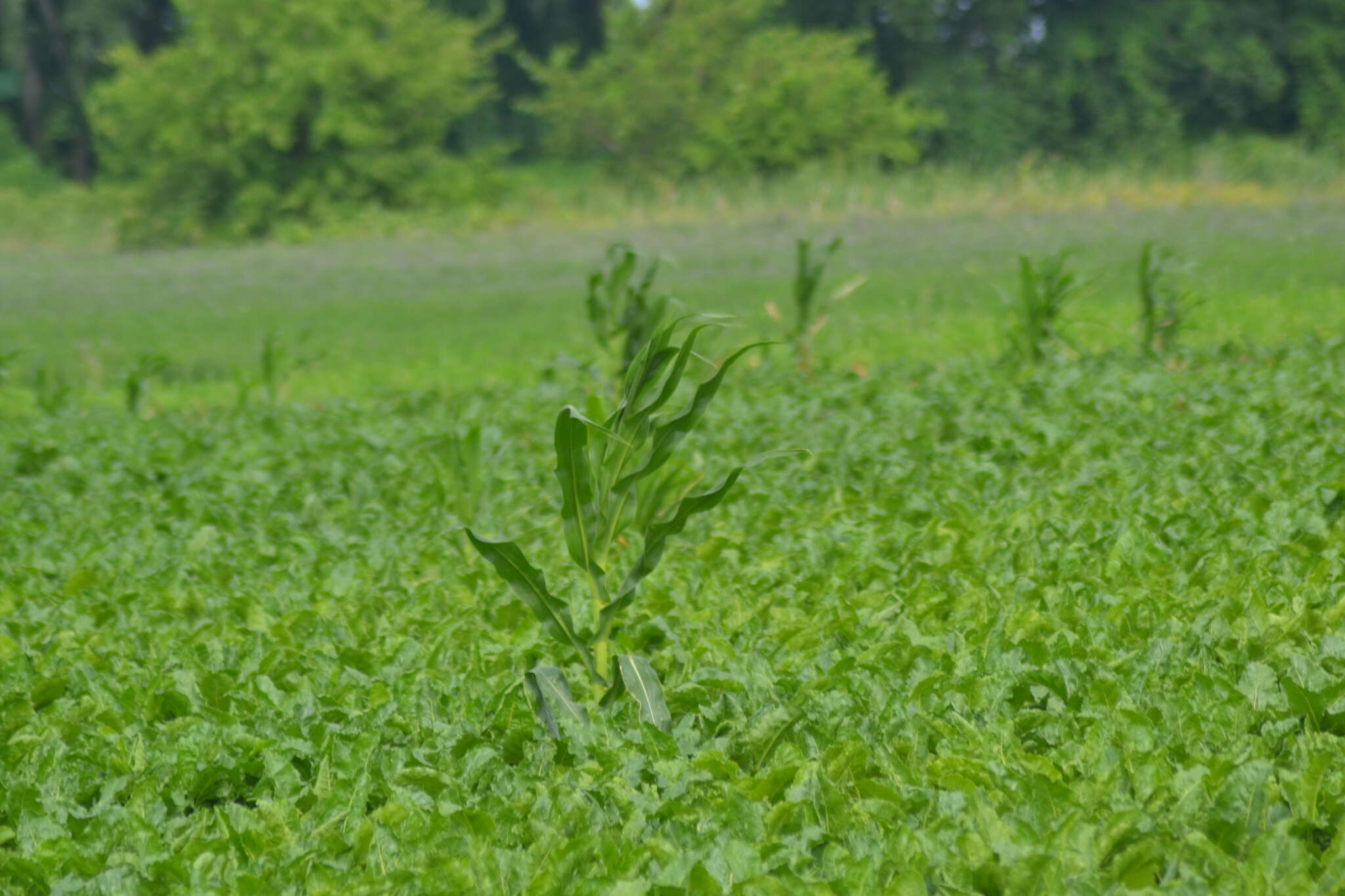 Image of Zea mays subsp. mays