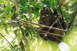 Image of Colombian Night Monkey