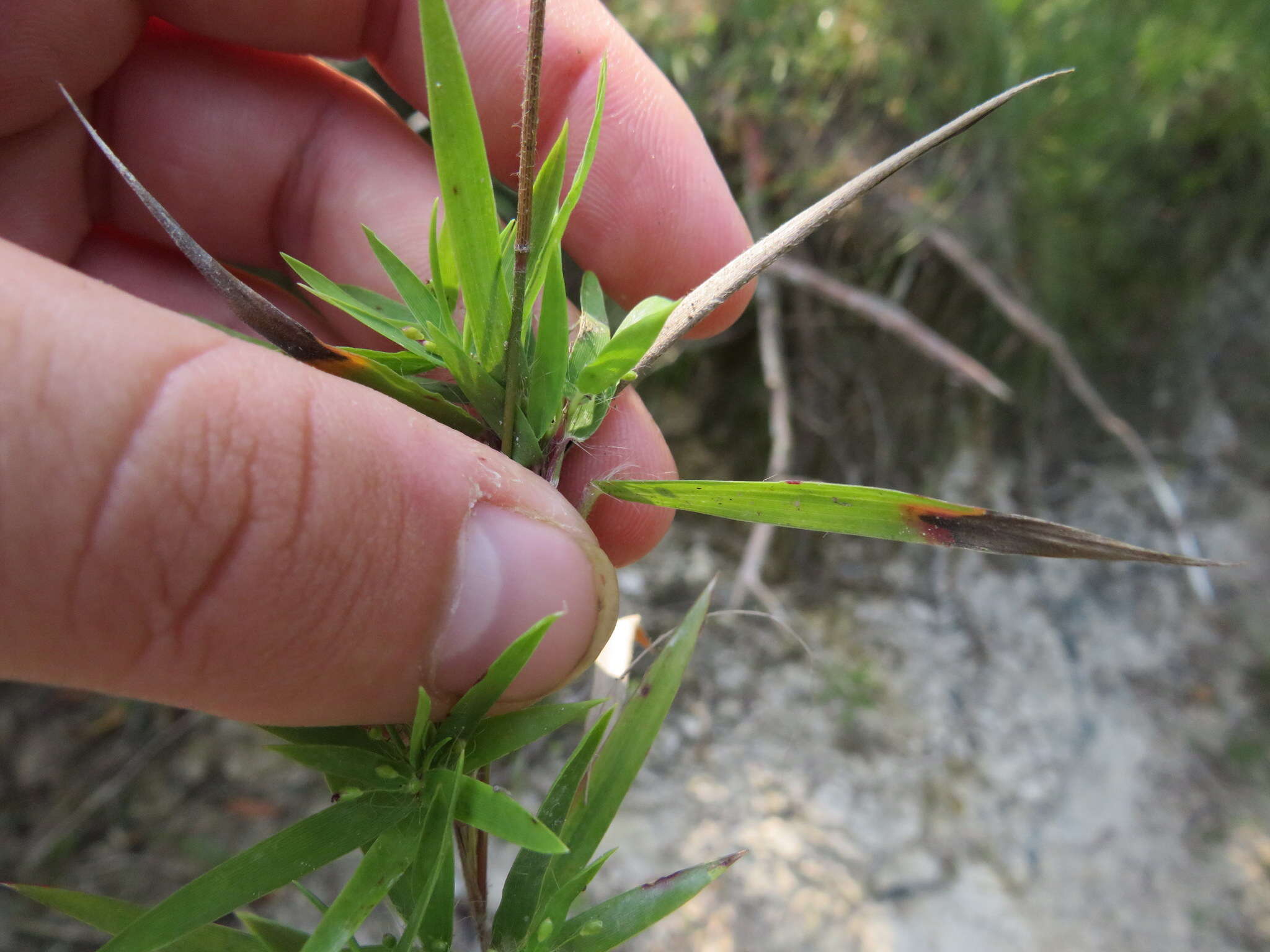 Image of Lindheimer panicgrass