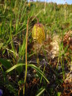 Image of Fritillaria dagana Turcz.