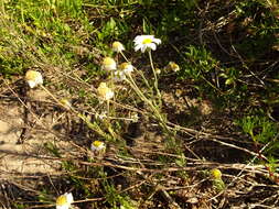 Слика од Anthemis maritima L.