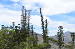 Image of bernier columnar araucaria