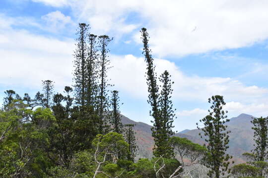 Image of bernier columnar araucaria