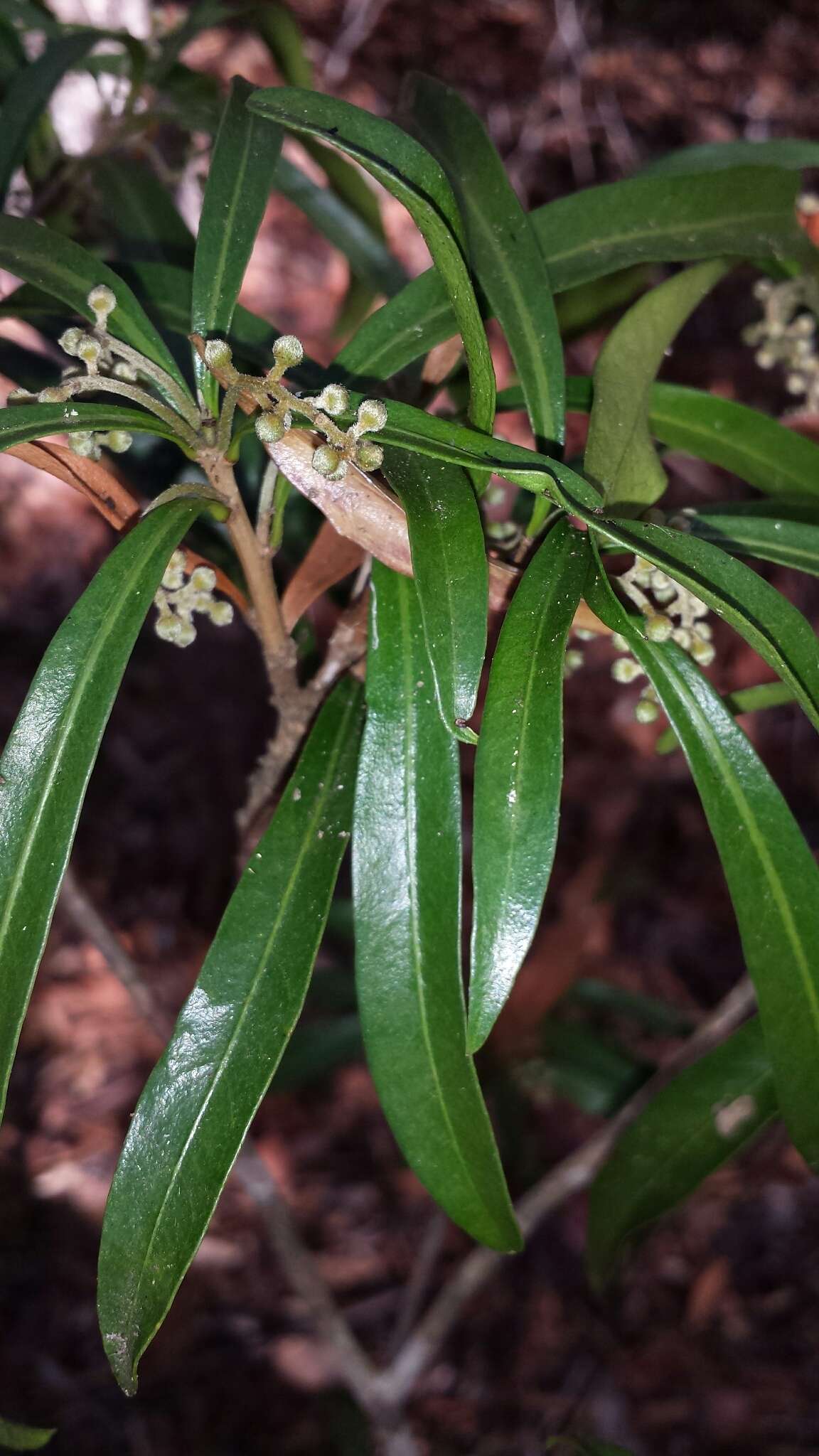 Image of Droceloncia rigidifolia (Baill.) J. Léonard