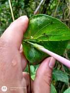 Слика од Ipomoea purga (Wender.) Hayne