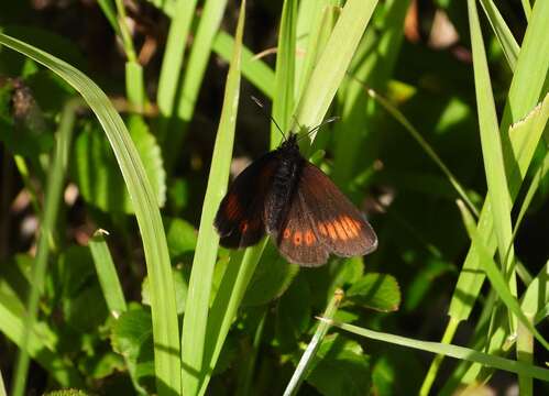 Image of Lesser Mountain Ringlet