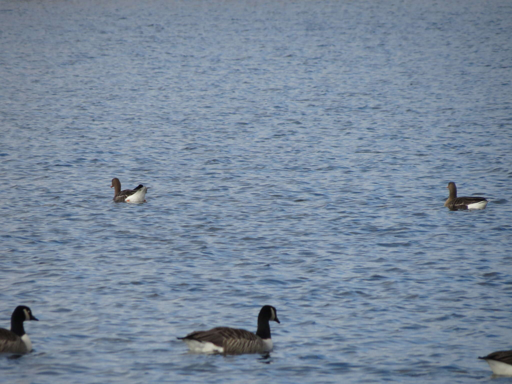 Image of Eurasian White-fronted Goose