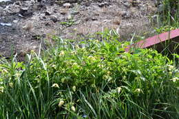 Image of hermitgold clematis