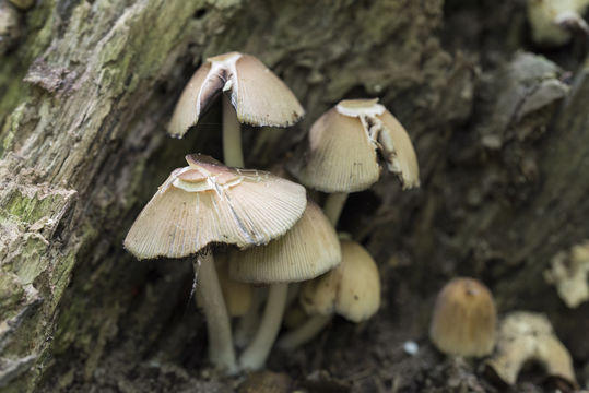 Image of Glistening Inky Cap