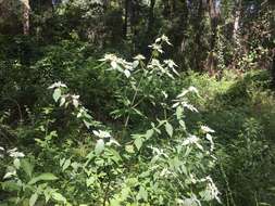 Image of White-Leaf Mountain-Mint