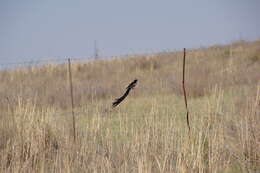 Image of Long-tailed Whydah