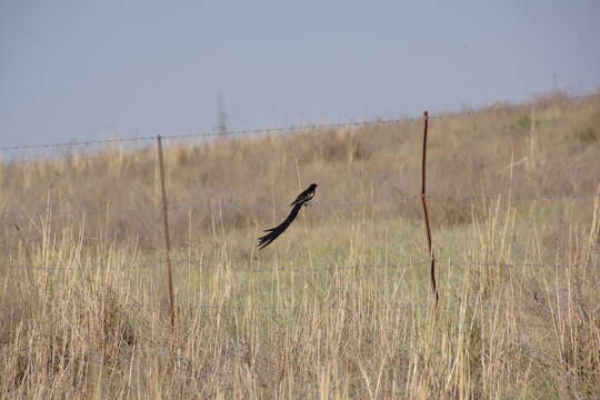 Image of Long-tailed Whydah