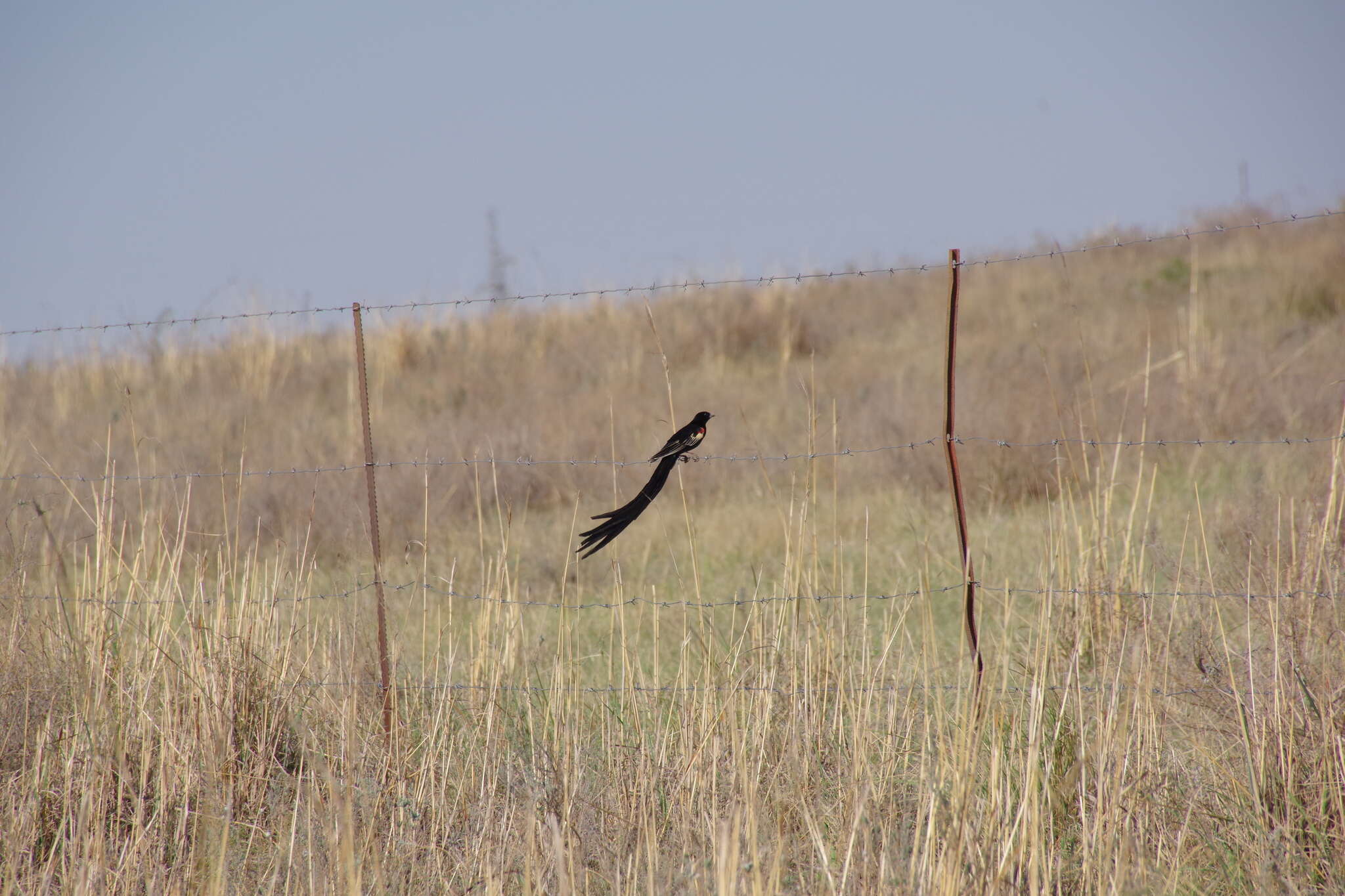 Image of Long-tailed Whydah