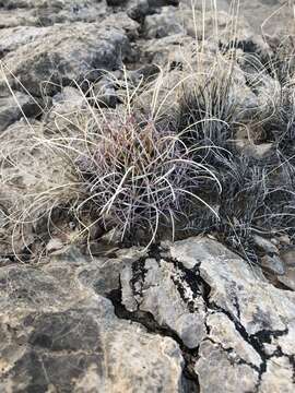 Image of Chihuahuan Fishhook Cactus