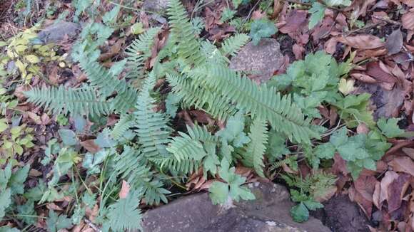 Polypodium plesiosorum Kunze的圖片