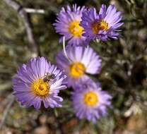 Image de Xylorhiza tortifolia (Torr. & A. Gray) Greene