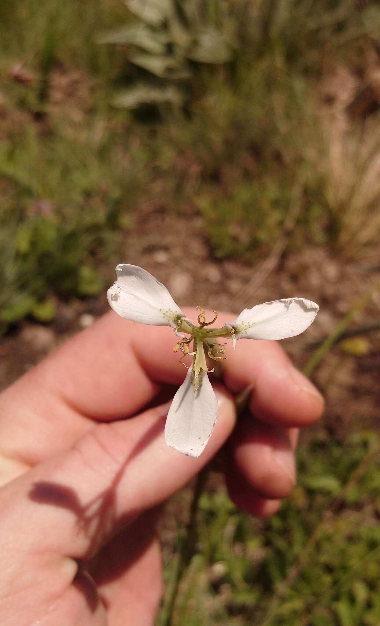 Moraea brevistyla (Goldblatt) Goldblatt resmi