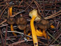 Image of Craterellus lutescens (Fr.) Fr. 1838