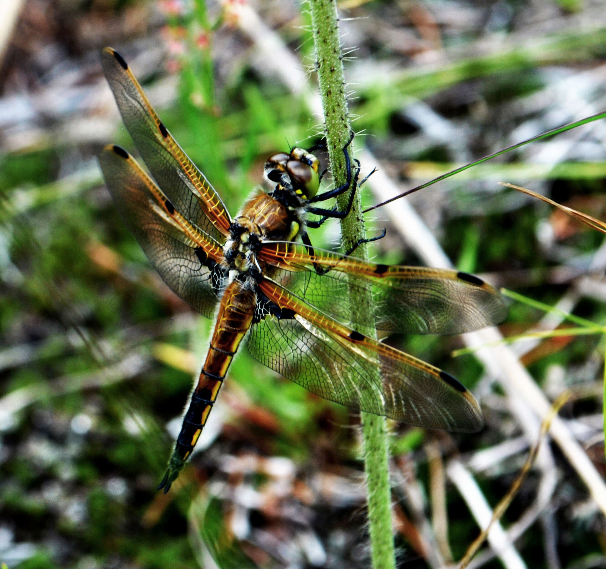 Image of Four-spotted Chaser