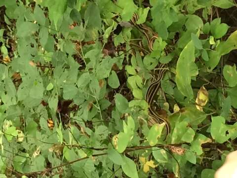 Image of Eastern Ribbon Snake