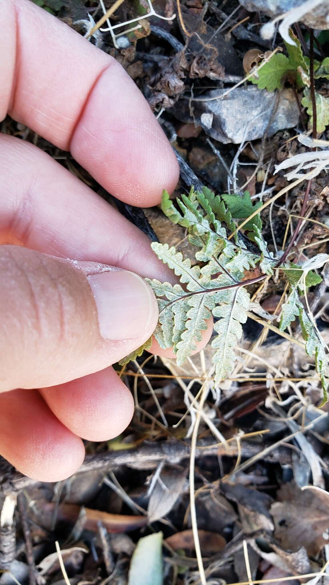 Image of Maxon's goldback fern