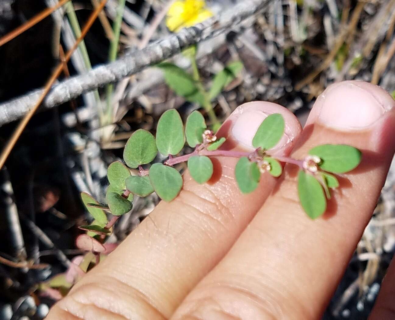 Слика од Euphorbia porteriana (Small) Oudejans