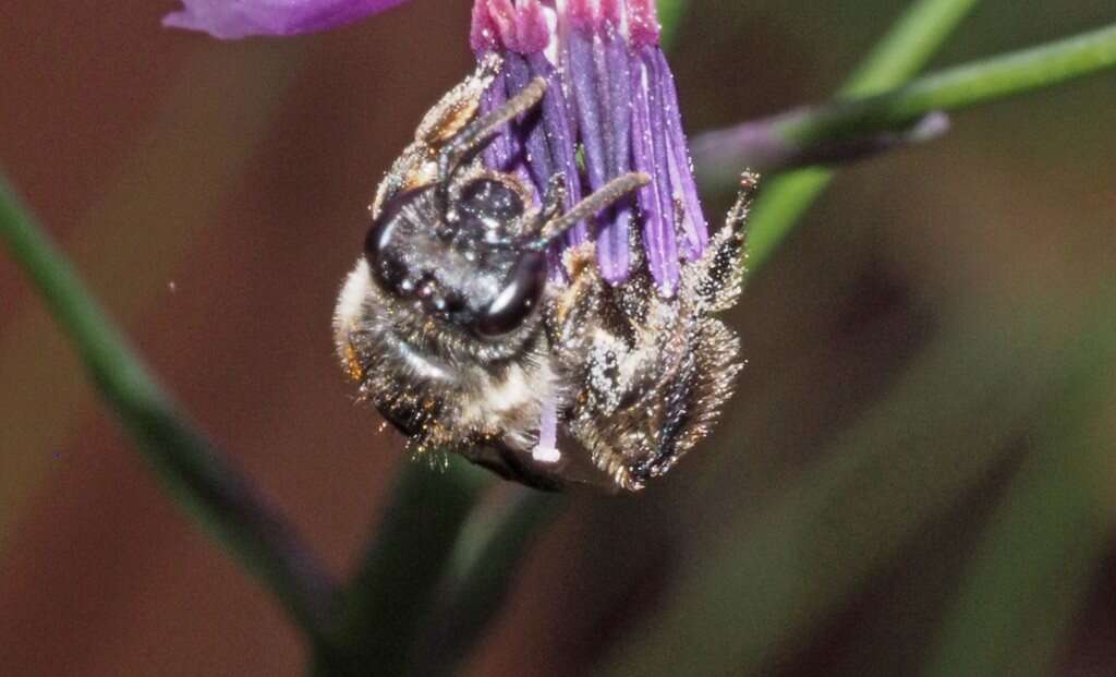 Leioproctus maculatus (Rayment 1930) resmi