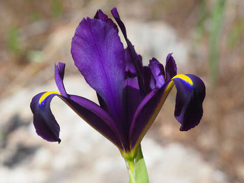 Image of Iris filifolia Boiss.