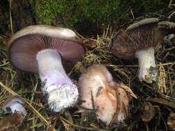 Image of the blewit