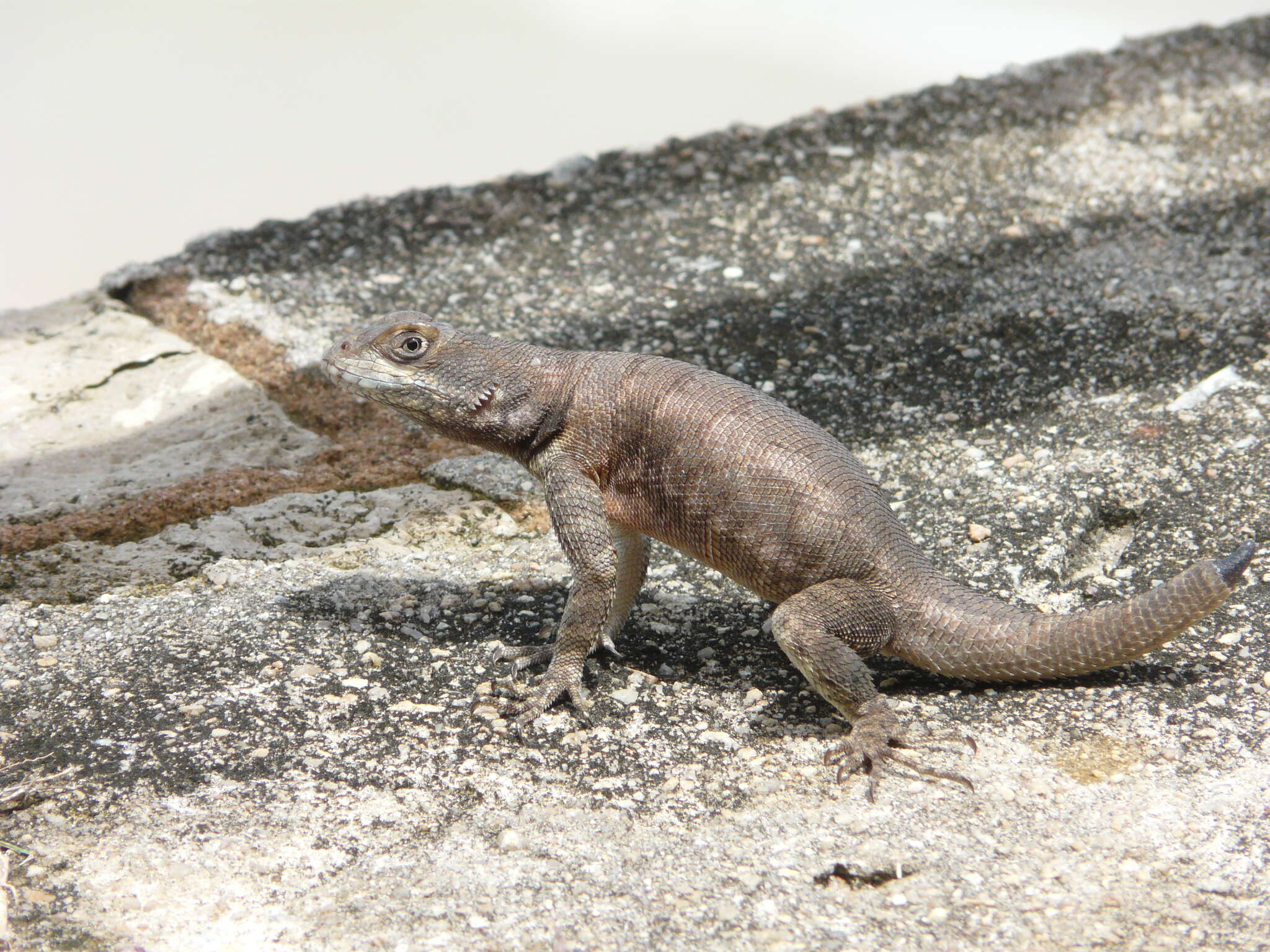 Image of Peters' Lava Lizard