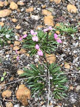 Image of Stylidium caespitosum R. Br.