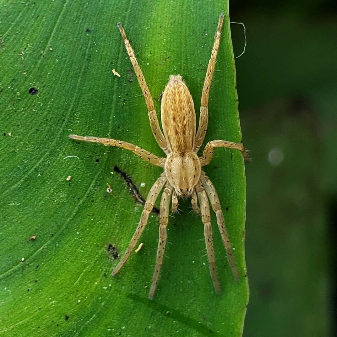 Image of Arachosia cubana (Banks 1909)