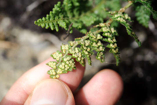 Image of Dryopteris alpestris Tag.