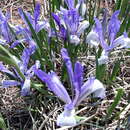 Sivun Iris biglumis Vahl kuva