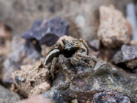 Image of Aelurillus nenilini Azarkina 2002