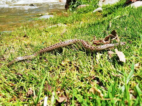 Image of Cola corta del Perú