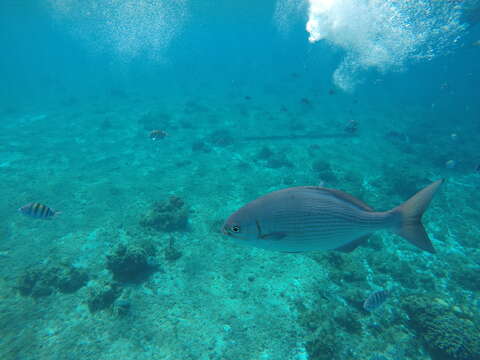 Image of Brassy chub