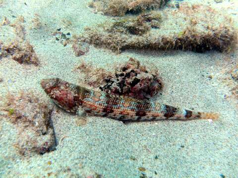 Image of Sauro lizardfish