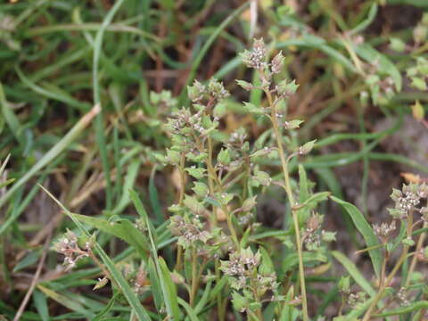 Sivun Lepidium oxycarpum Torr. & A. Gray kuva