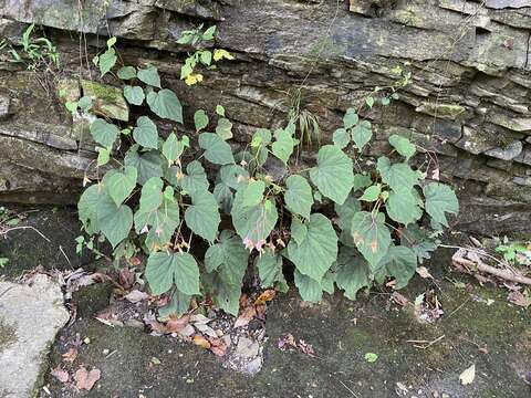 Image of hardy begonia