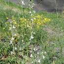 Слика од Linaria chalepensis (L.) Mill.