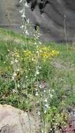 Image de Linaria chalepensis (L.) Mill.