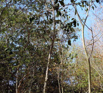 Image of Zanthoxylum arborescens Rose